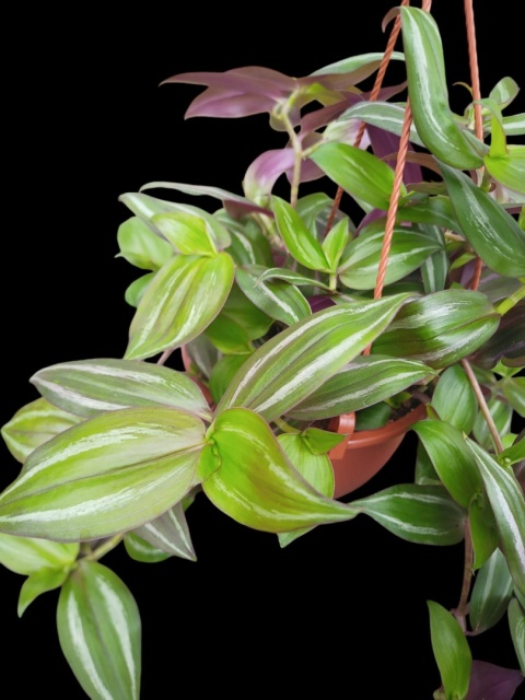 Trzykrotka zebra Tradescantia zebrina zielona w paski