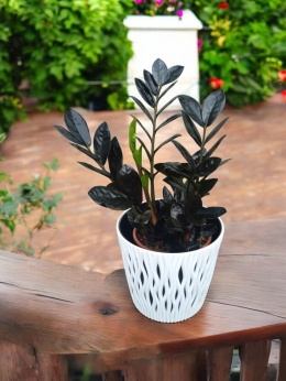 Zamioculcas Raven