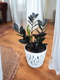Zamioculcas Raven