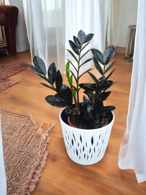 Zamioculcas Raven