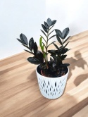 Zamioculcas Raven