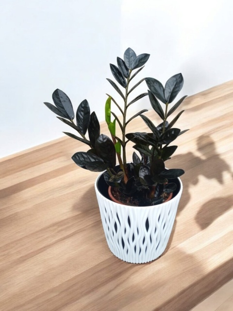 Zamioculcas Raven