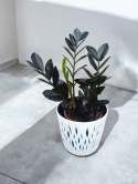 Zamioculcas Raven
