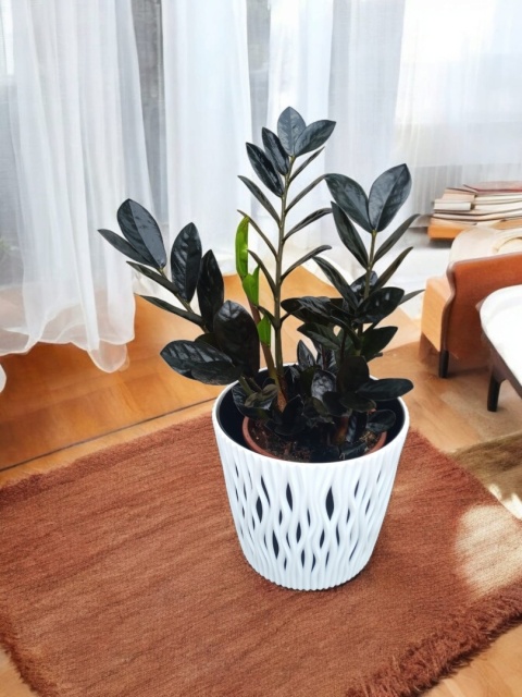 Zamioculcas Raven