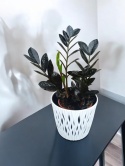 Zamioculcas Raven