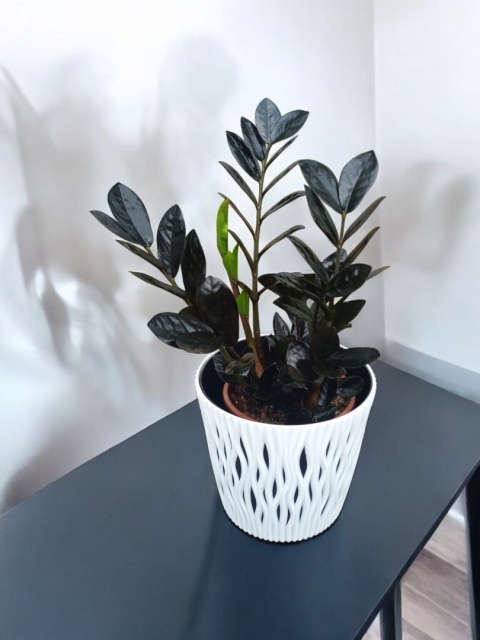 Zamioculcas Raven