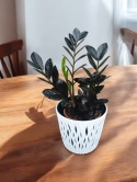 Zamioculcas Raven