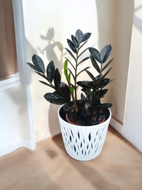 Zamioculcas Raven