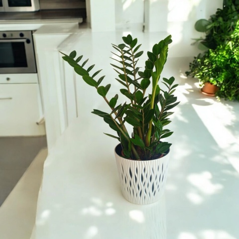 Zamioculcas Śr.
