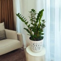 Zamioculcas Śr.