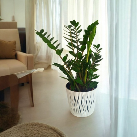 Zamioculcas Śr.
