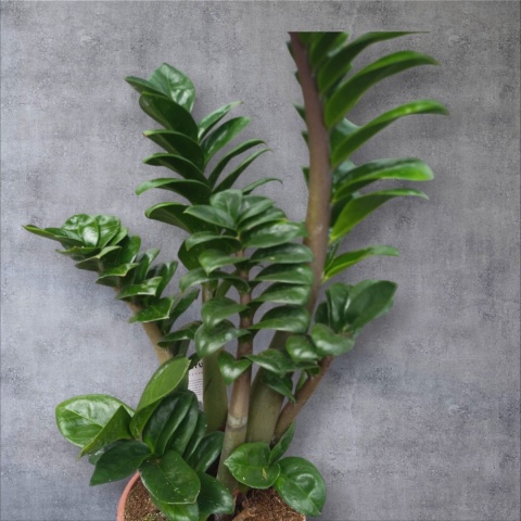 Zamioculcas zamiifolia Zenzi Gęsta sadzonka zamia zamioculus ZENZI