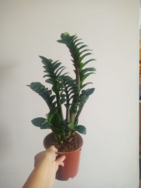 Zamioculcas zamiifolia Zenzi Gęsta sadzonka zamia zamioculus ZENZI