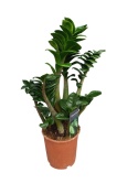 Zamioculcas zamiifolia Zenzi Gęsta sadzonka zamia zamioculus ZENZI