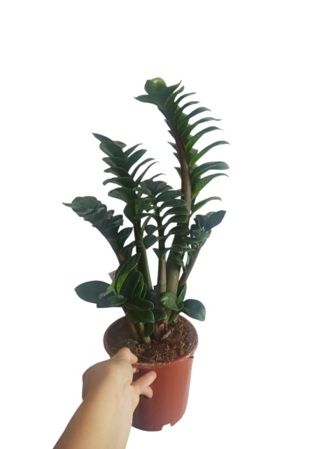Zamioculcas zamiifolia Zenzi Gęsta sadzonka zamia zamioculus ZENZI