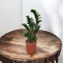 Zamioculcas zamiifolia Zenzi Gęsta sadzonka zamia zamioculus ZENZI