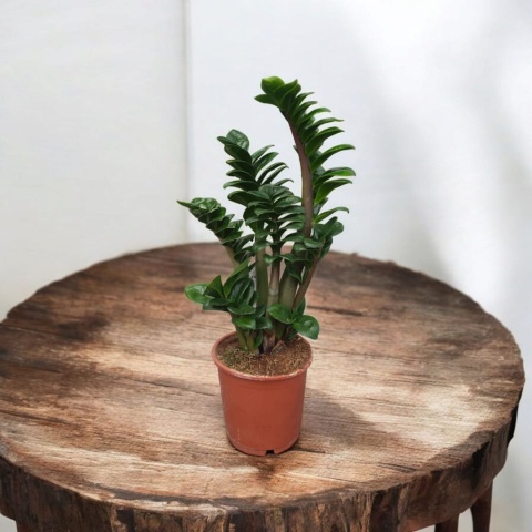 Zamioculcas zamiifolia Zenzi Gęsta sadzonka zamia zamioculus ZENZI