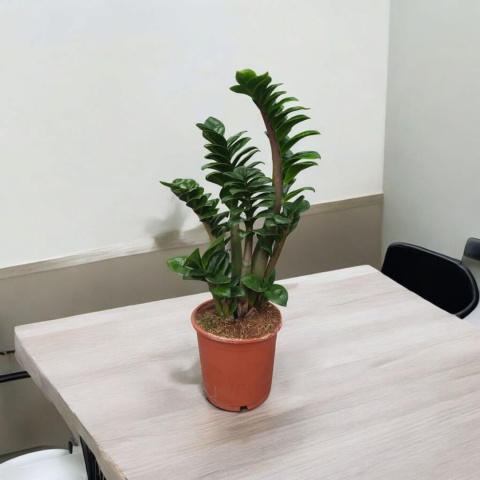 Zamioculcas zamiifolia Zenzi Gęsta sadzonka zamia zamioculus ZENZI