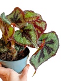 Begonia Masoniana Begonia „Iron Cross”