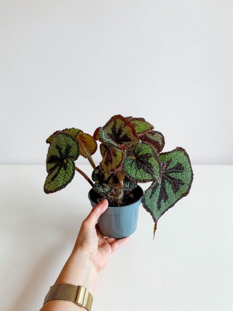 Begonia Masoniana Begonia „Iron Cross”