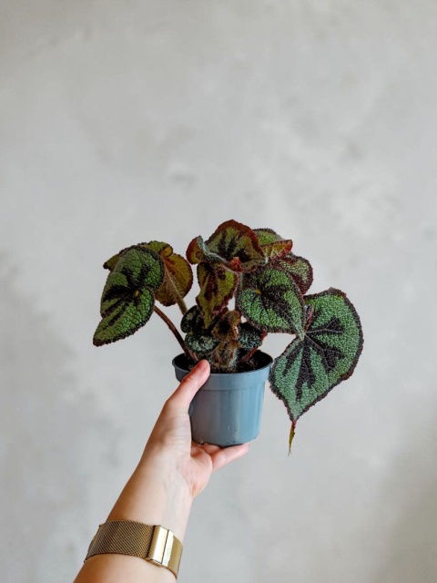 Begonia Masoniana Begonia „Iron Cross”