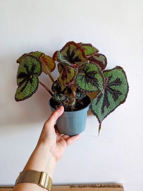 Begonia Masoniana Begonia „Iron Cross”