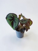 Begonia Masoniana Begonia „Iron Cross”