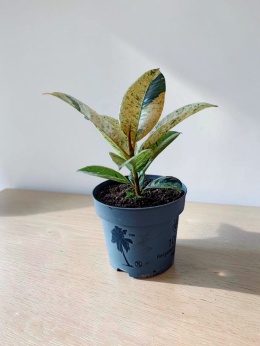 Ficus elastica Schrijveriana Figowiec sprężysty variegata