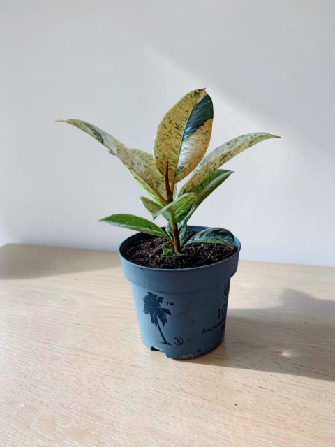 Ficus elastica Schrijveriana Figowiec sprężysty variegata