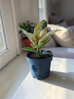 Ficus elastica Schrijveriana Figowiec sprężysty variegata