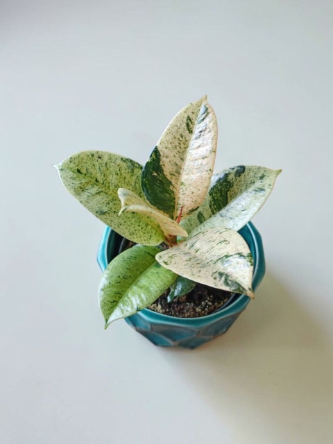 Ficus elastica Schrijveriana Figowiec sprężysty variegata