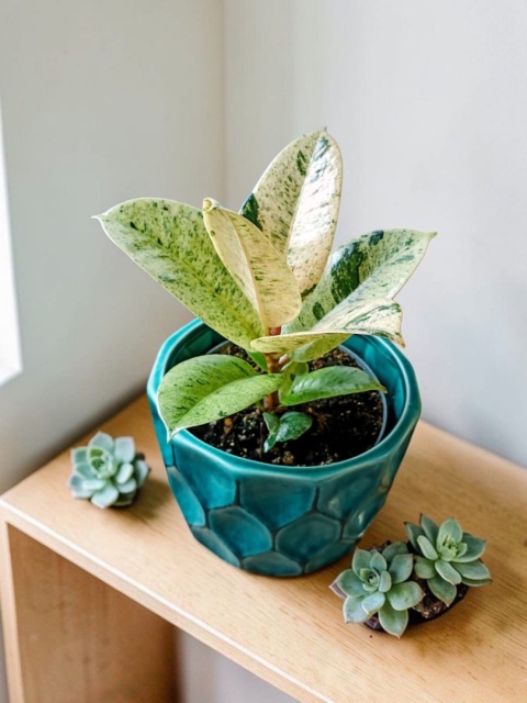 Ficus elastica Schrijveriana Figowiec sprężysty variegata