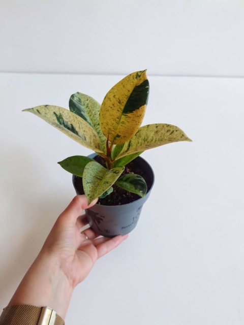 Ficus elastica Schrijveriana Figowiec sprężysty variegata