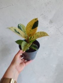 Ficus elastica Schrijveriana Figowiec sprężysty variegata