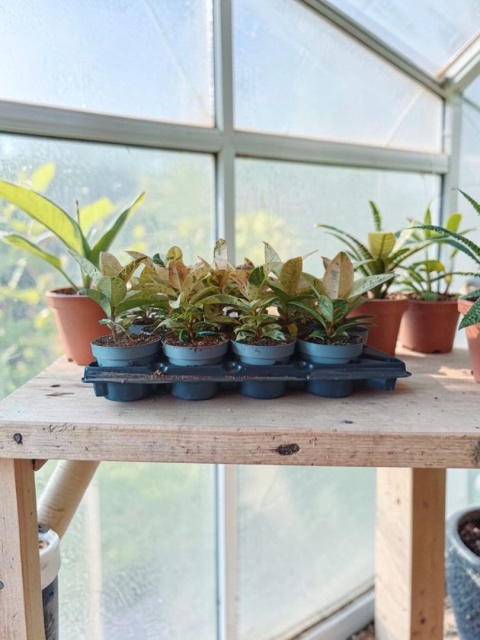 Ficus elastica Schrijveriana Figowiec sprężysty variegata