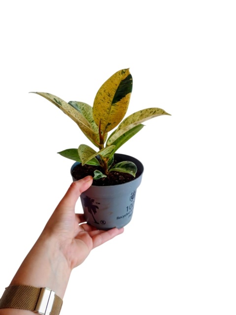 Ficus elastica Schrijveriana Figowiec sprężysty variegata