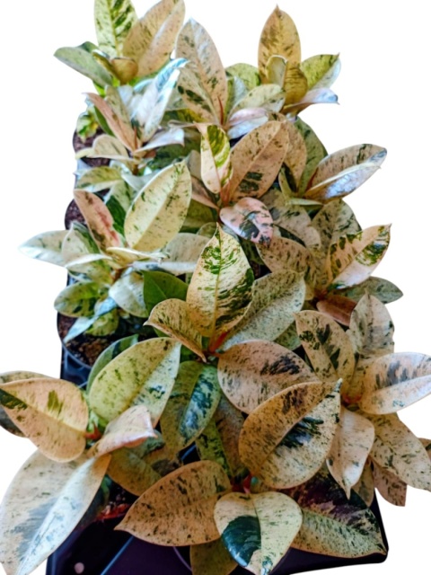 Ficus elastica Schrijveriana Figowiec sprężysty variegata