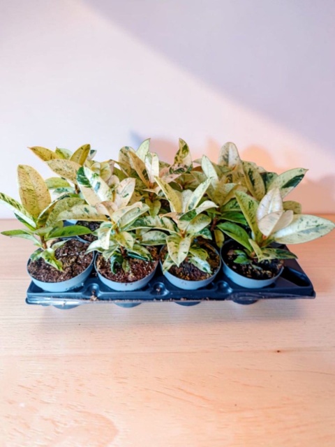 Ficus elastica Schrijveriana Figowiec sprężysty variegata