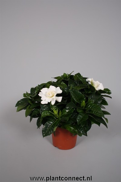 Gardenia