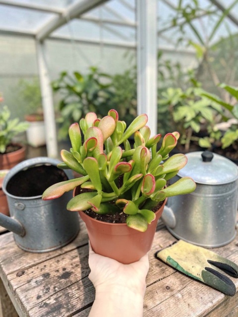 Grubosz ‘Red Horn Tree’ (Crassula)