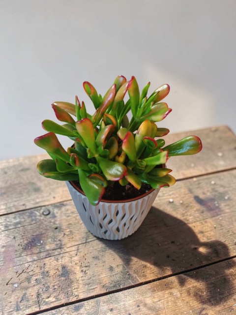 Grubosz ‘Red Horn Tree’ (Crassula)