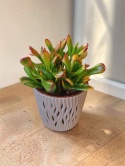 Grubosz ‘Red Horn Tree’ (Crassula)