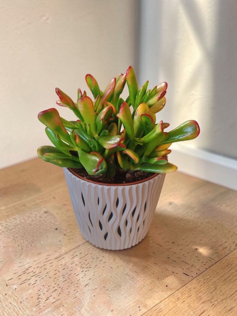 Grubosz ‘Red Horn Tree’ (Crassula)