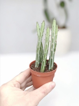 Kleinia stapeliiformis (syn. Senecio stapeliiformis)