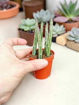 Kleinia stapeliiformis (syn. Senecio stapeliiformis)