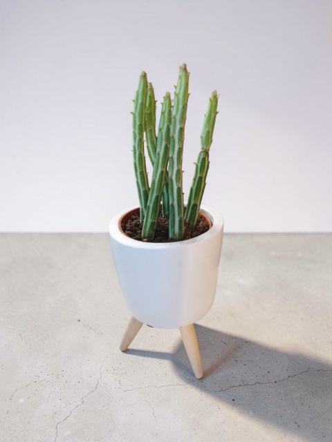 Kleinia stapeliiformis (syn. Senecio stapeliiformis)