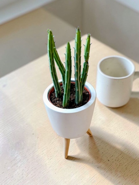 Kleinia stapeliiformis (syn. Senecio stapeliiformis)