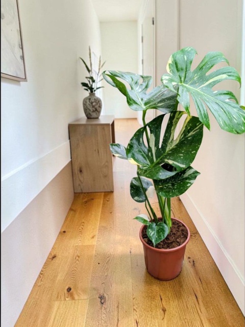 Monstera Deliciosa Thai Constellation Kolekcjonerska Duża Wybarwiona