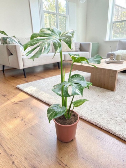 Monstera Deliciosa Thai Constellation Kolekcjonerska Duża Wybarwiona