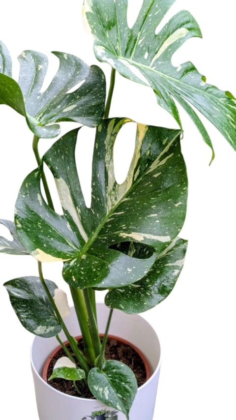 Monstera Deliciosa Thai Constellation Kolekcjonerska Duża Wybarwiona